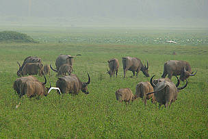 Wild Buffaloes
© Garga Mohan/WWF-India
© Garga Mohan/WWF-India