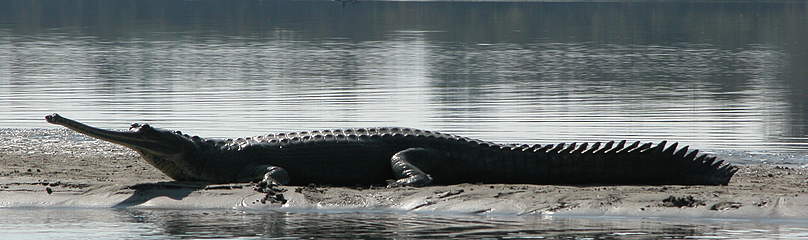 15.	WWF-India has recently launched a Gharial conservation initiative to protect the animal from ... 
© Sandeep Behera/WWF-India