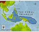 The Coral Triangle spans Malaysia, Indonesia, the Philippines, Papua New Guinea, the Solomon Islands and Timor Leste, and contains 75 per cent of the world’s coral species, as well as critical spawning grounds for globally valuable species such as reef fish and tuna

