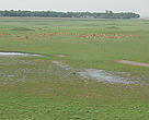The region along India and Nepal’s border hosts some of the best wildlife habitats remaining in the Indian subcontinent and includes the Terai Arc