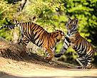 Tigers compete for territories that have good prey density