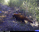 The red panda camera trapped in the wilderness of Barsey Rhododendron Sanctuary, Sikkim