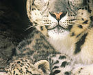 Snow leopard with cub 